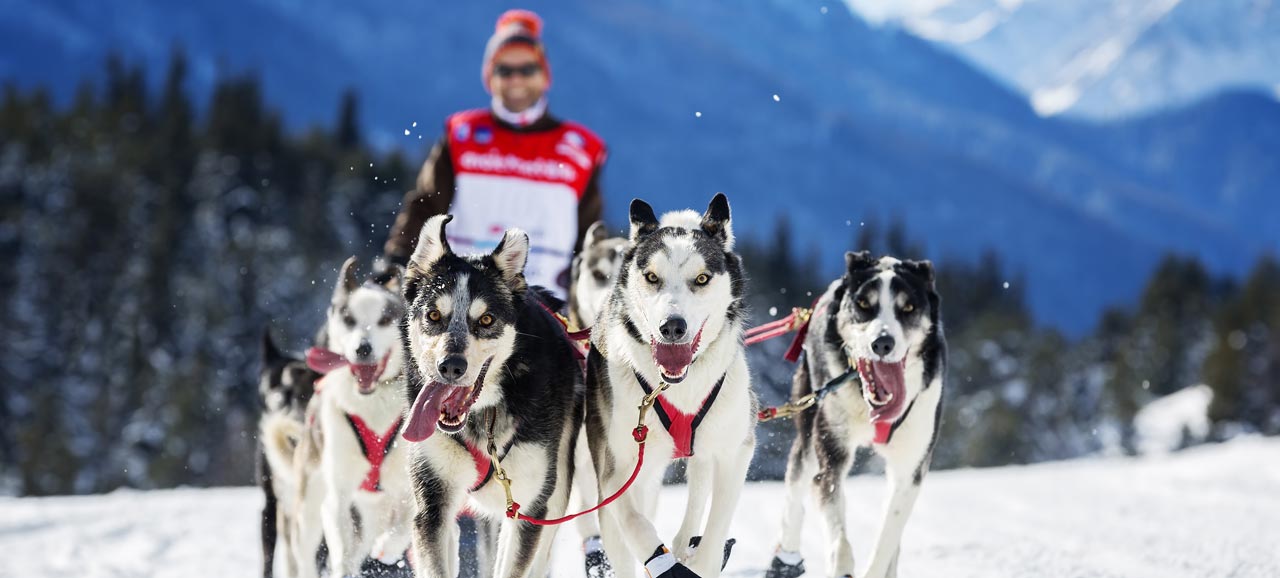 Alpentrail – internationales Schlittenhunderennen