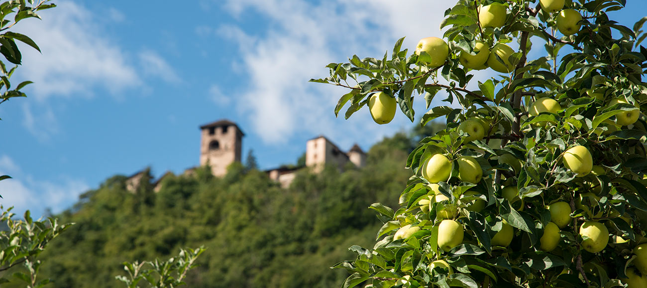 Il castello sopra Nalles sfuocato nel sottofondo e ripresa da vicino di un melo pieno di frutti