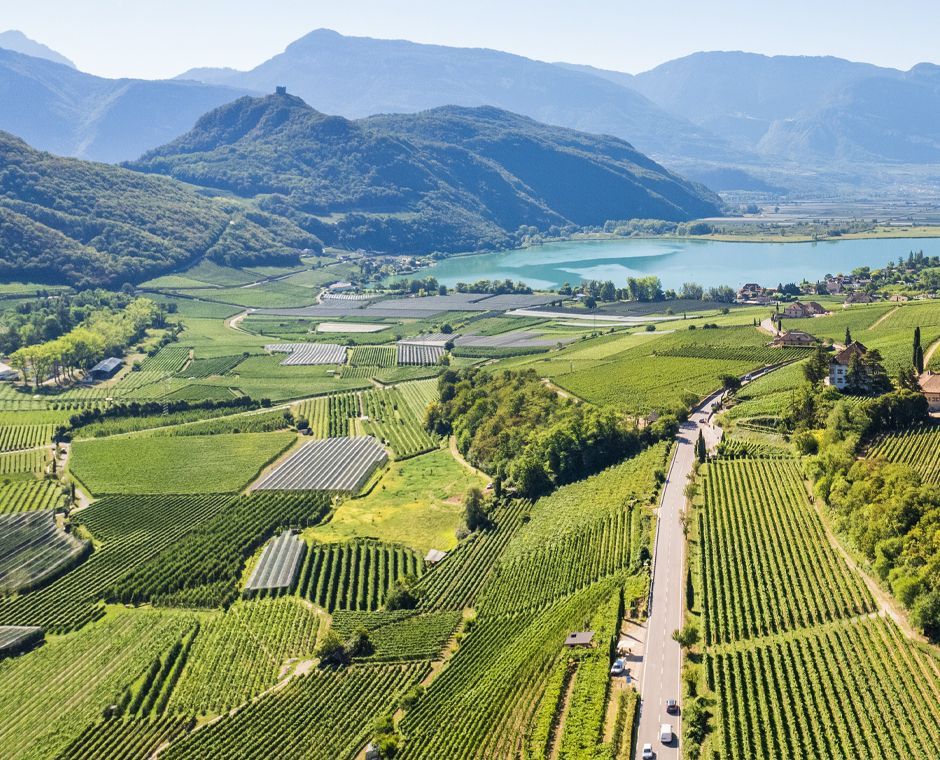 Lake Caldaro in the background, vineyards in the foreground