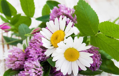 Flower Festival - Bolzano