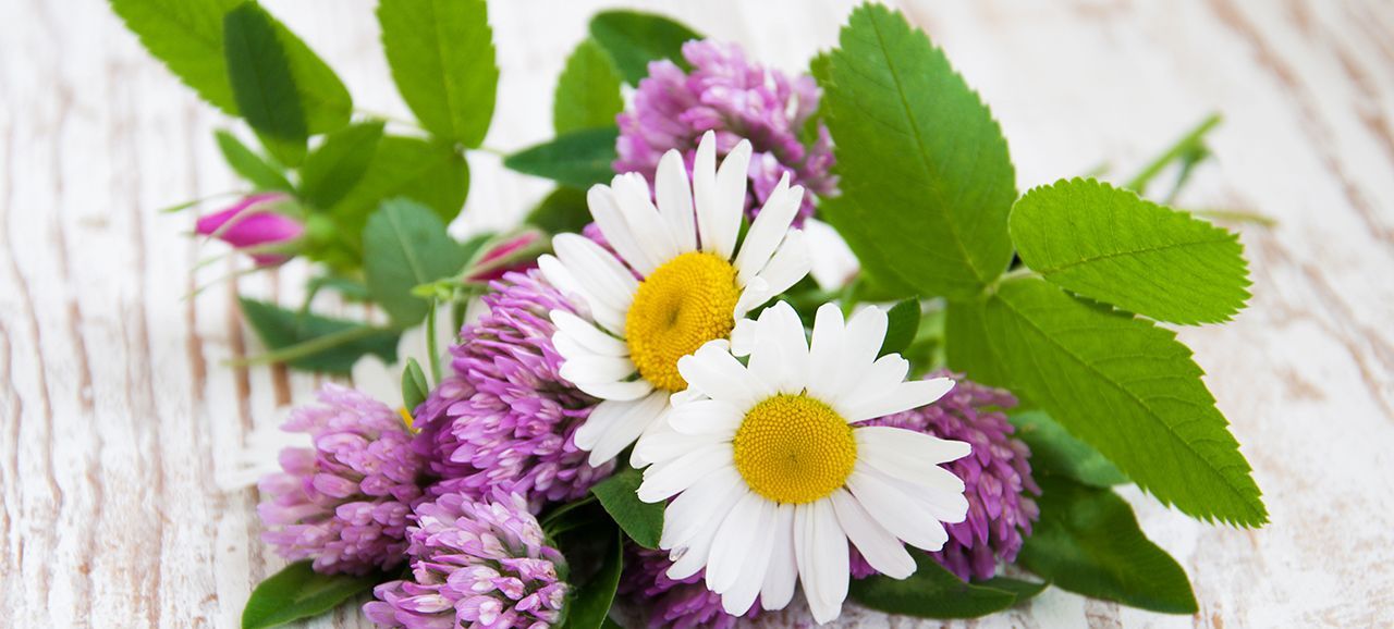 Flower Festival - Bolzano