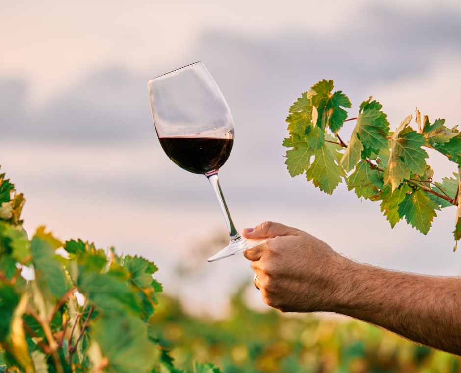 Calice di vino rosso tra i filari di una vigna al tramonto.