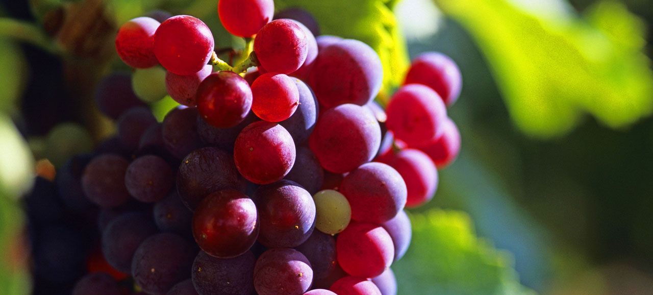 VinoCulti, il piacere del vino a Tirolo