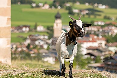 Capretta a Fiè