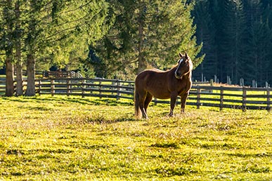 A horse in the Braies Valley