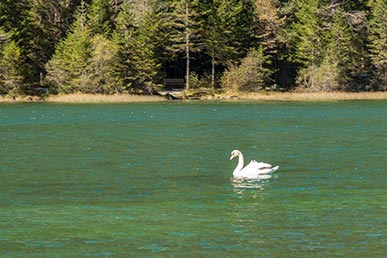 Schwan im Toblacher See