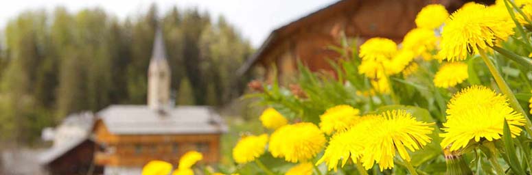 fiori sbocciati in Alta Badia