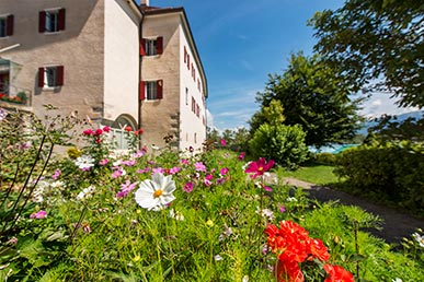 Flowers in the center of the village Falzes