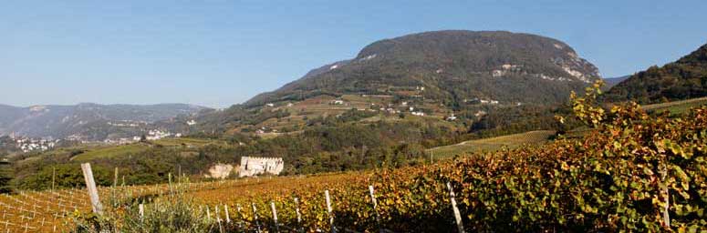 Panorama dei vigneti che circondano Montagna