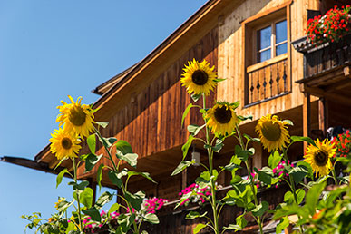 Sunflowers in the centre of Tesido