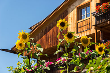 Sonnenblumen im Zentrum von Taisten