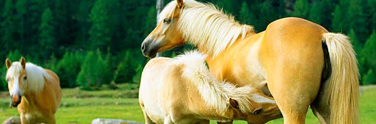 Haflinger Pferde im Meranerland