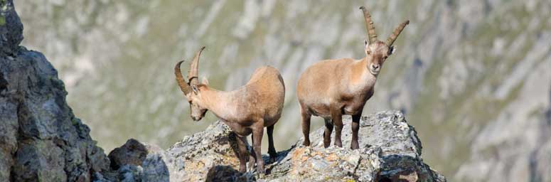 Fauna di montagna: stambecchi su una roccia