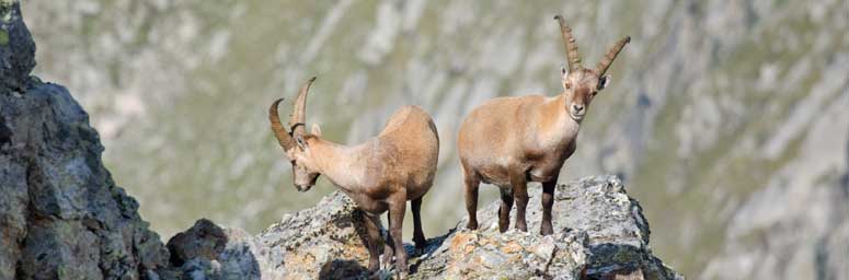 Stambecchi saltano sulle rocce nel parco naturale