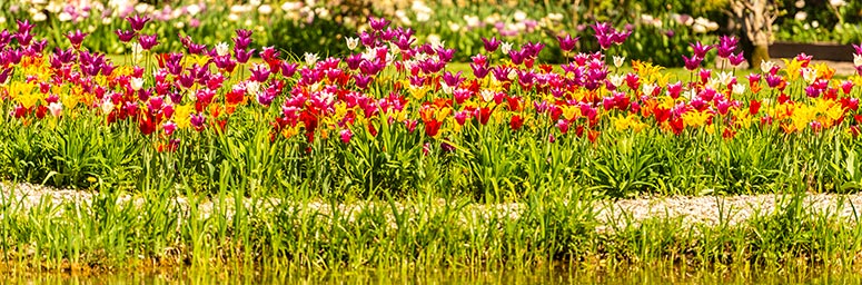 Tulpen am Trauttmansdorff