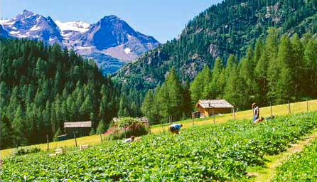 Das Panorama von Martelltal