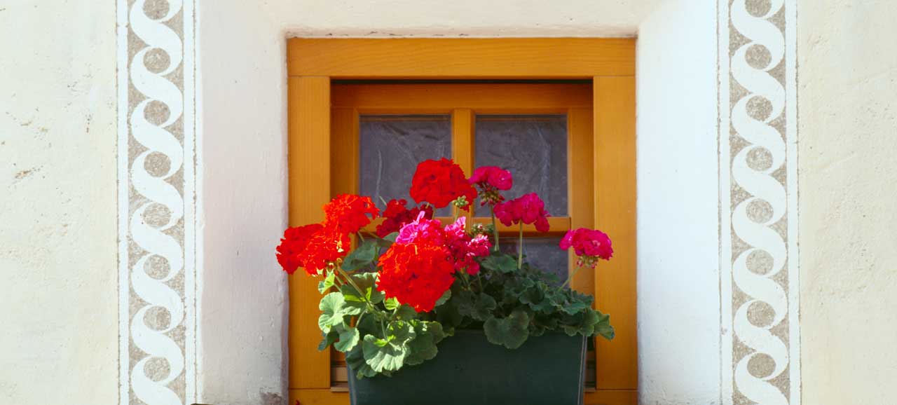 Geranienpflanze an der Fensterbank eines Bauernhofs