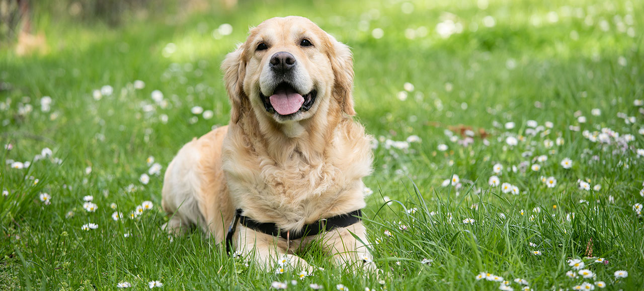 Vacanze con cane in Alto Adige