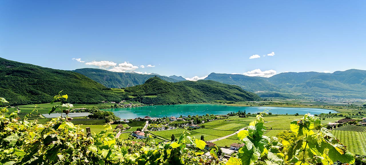Il lago di caldaro di un verde profondo in una giornata con cielo blu e tanto sole immerso nei vigneti con vigne in primo piano