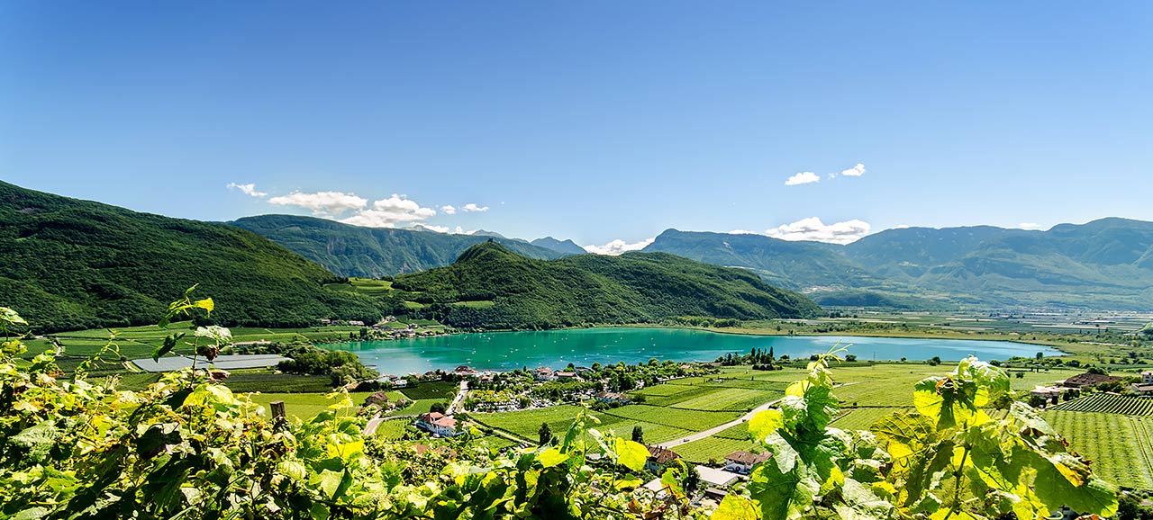 Der Kalterer See im klarsten Grün an einem sonnigen Tag ohne Wolken mitten in den Weinreben mit einer Rebe im Vordergrund