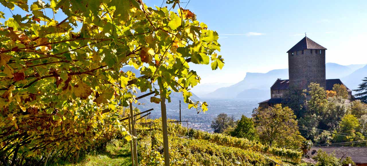 Vigneti con le foglie gialle nei dintorni di Merano