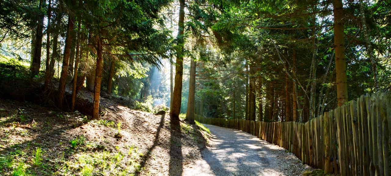 Sentiero in mezzo al bosco in un parco naturale Alto Adige