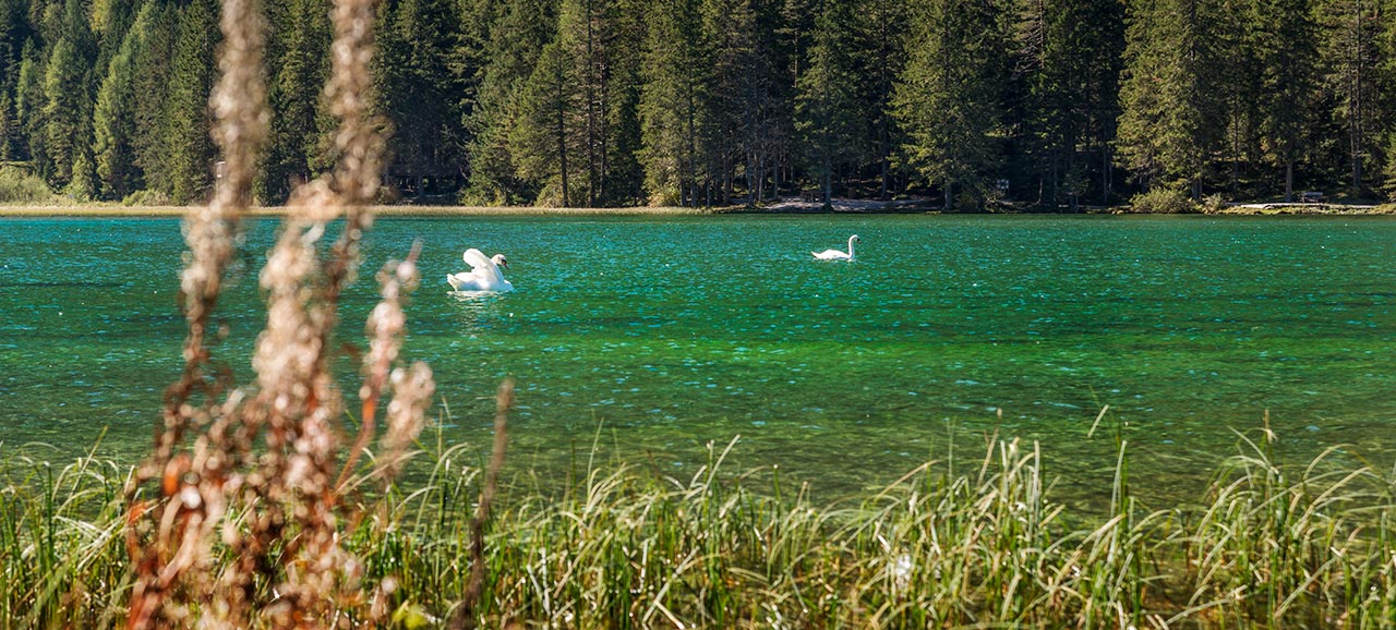 Cigni sul lago di Dobbiaco