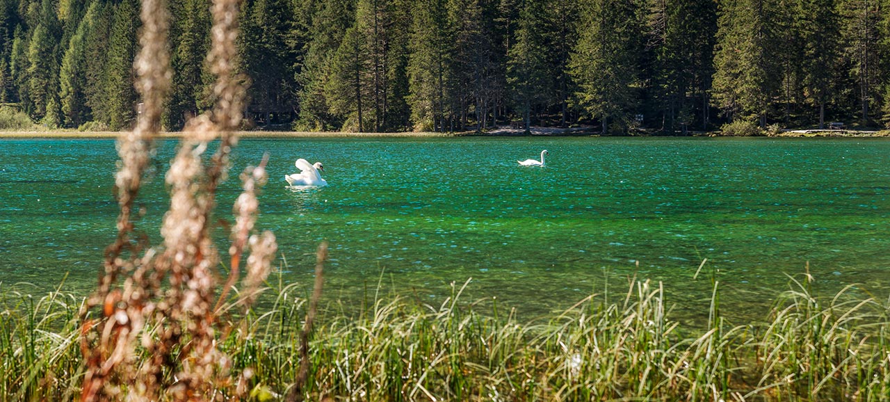 Schwäne im Toblacher See