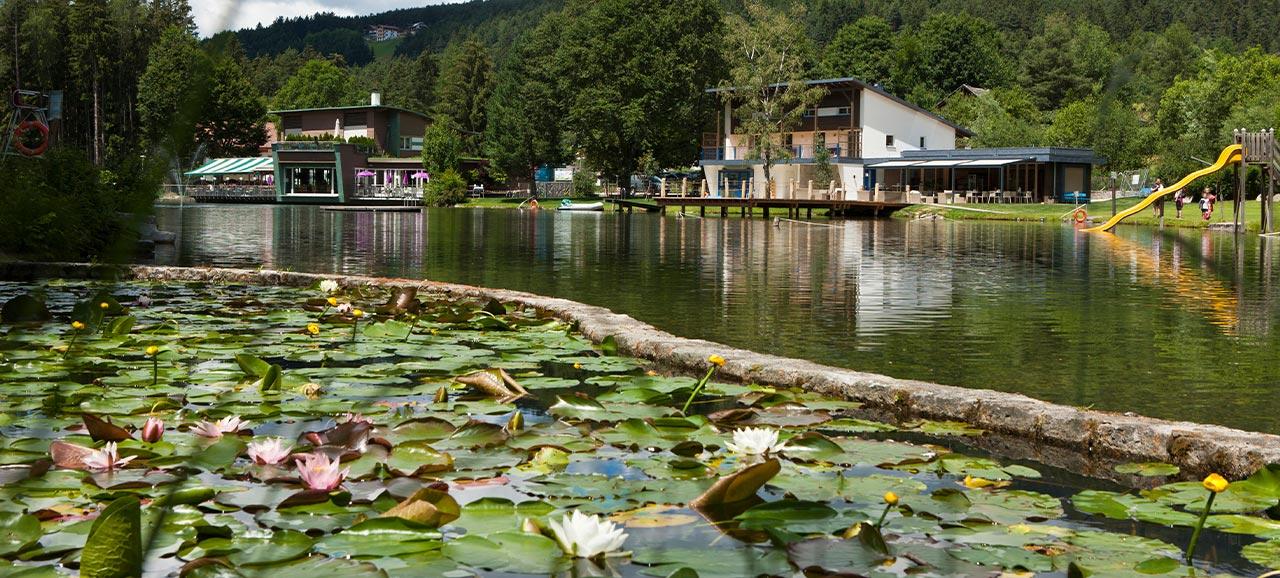 Weiße und rosa Seerosen am Ufer des Issinger Weiher bei Bruneck