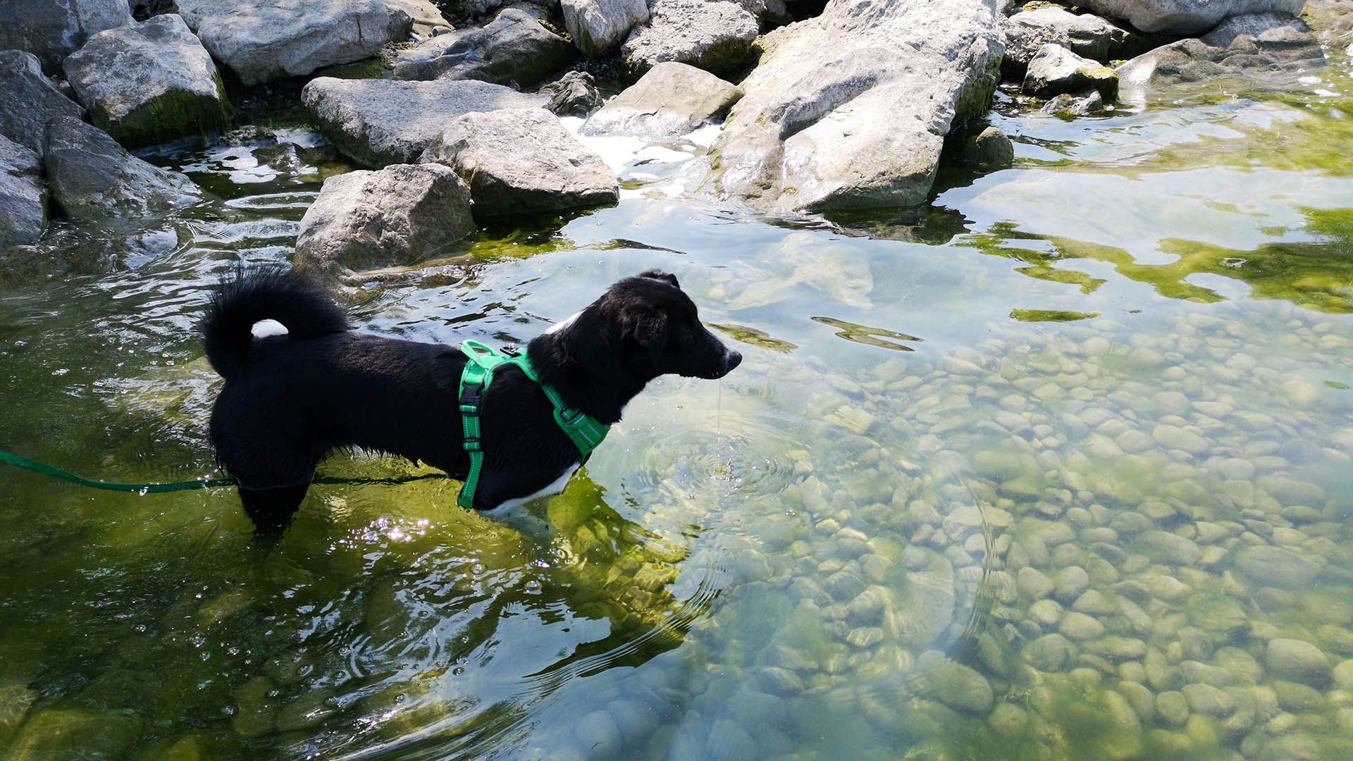 Harnessed dog on a leash standing in the shallow water of a mountain lake