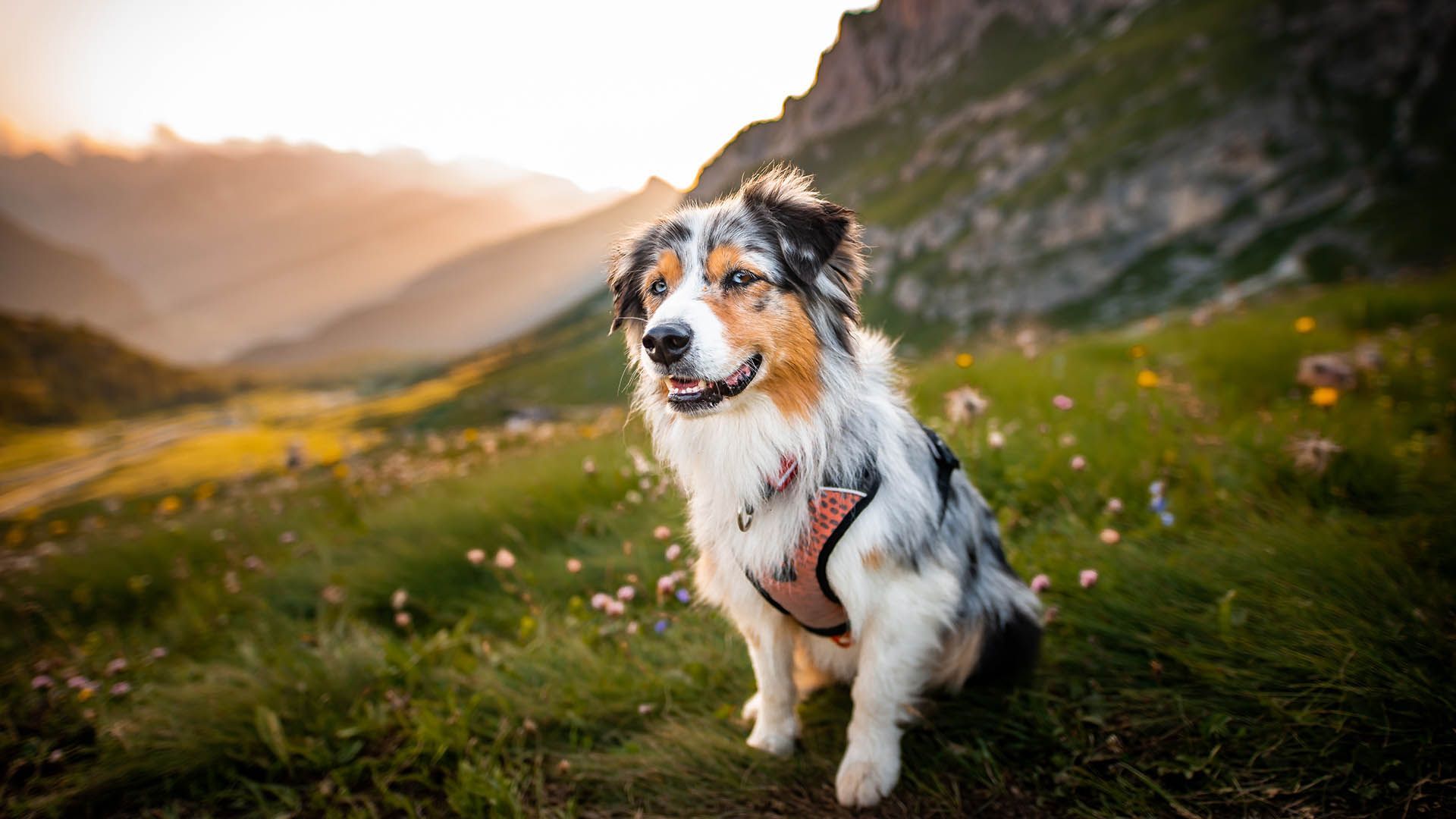 A dog sitting in the middle of nature in the mountains