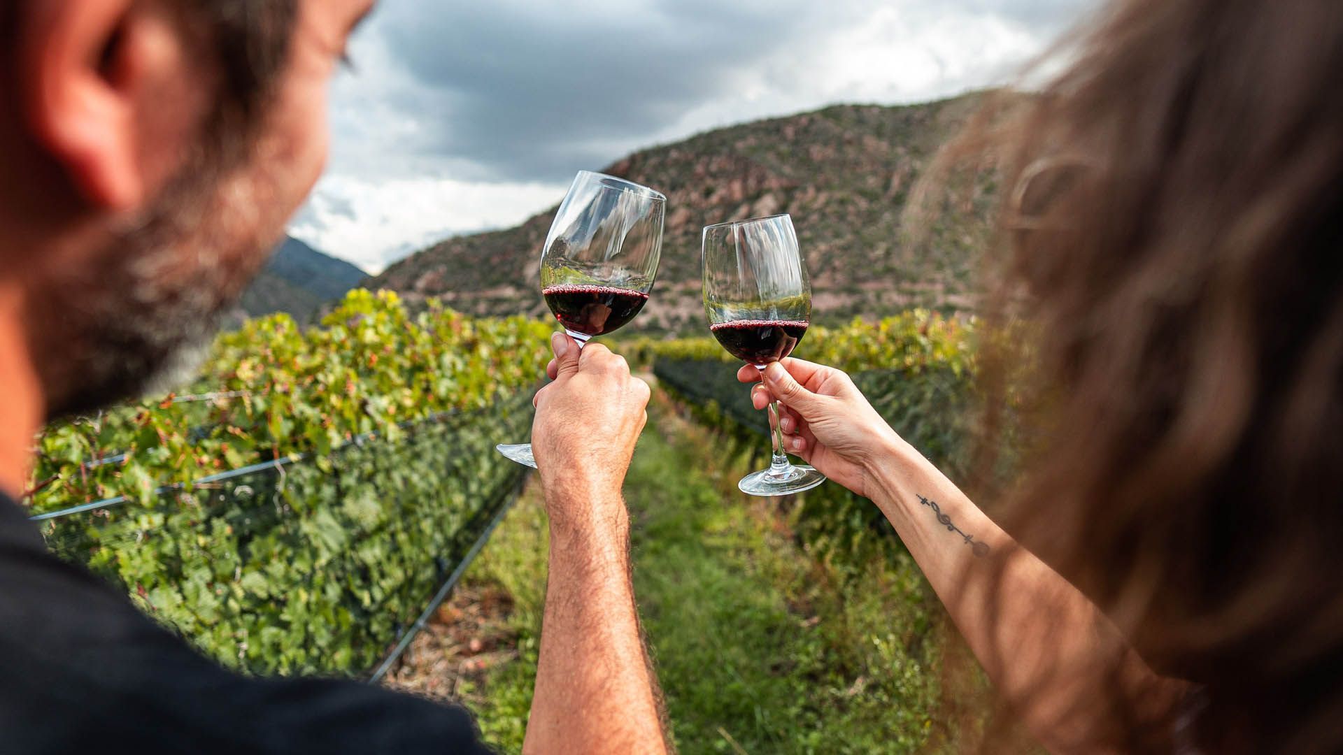 Toasting with glasses of red wine among the rows of a vineyard.