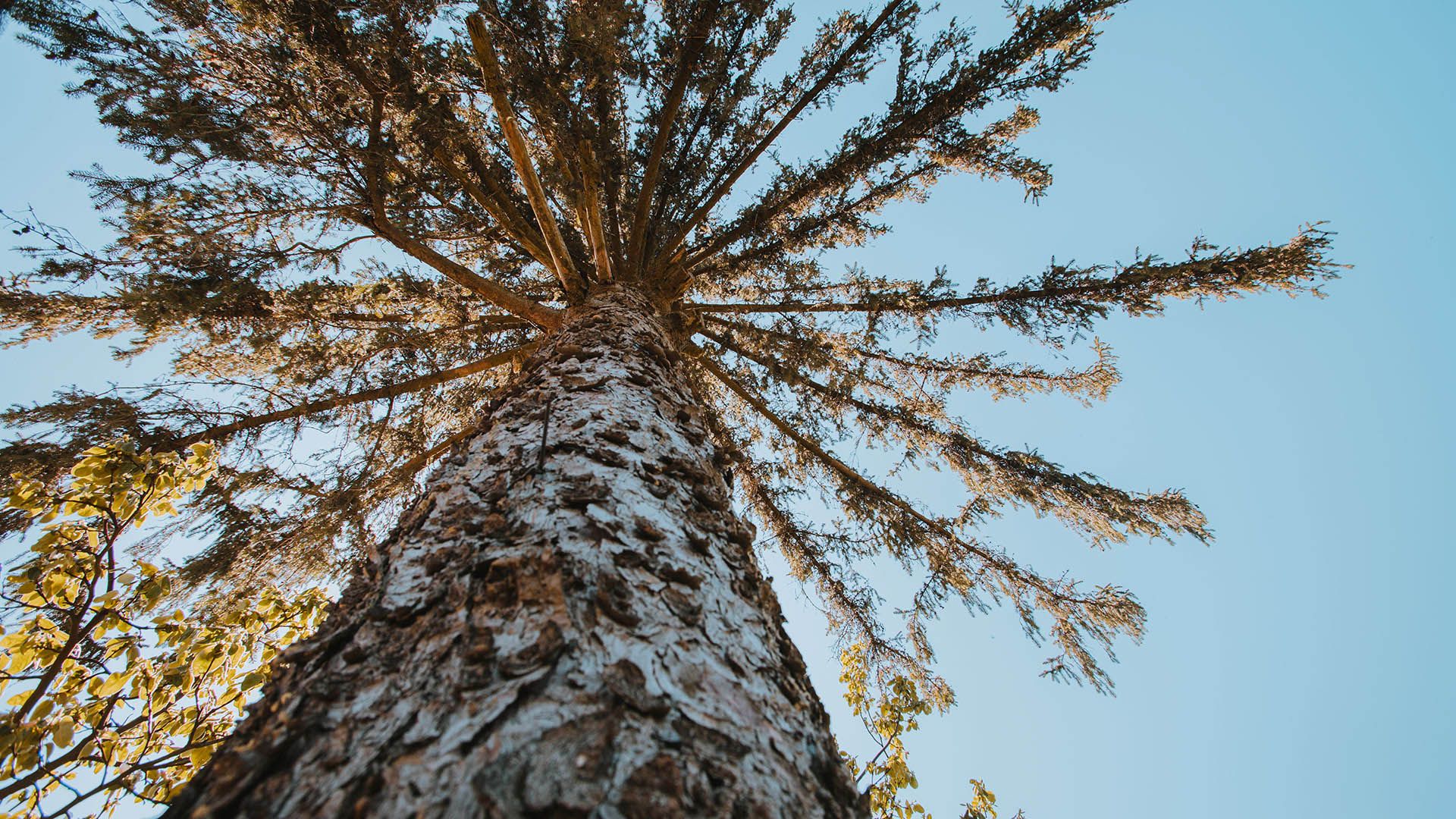 Val Ultimo Alta Val di Non Larici Millenari