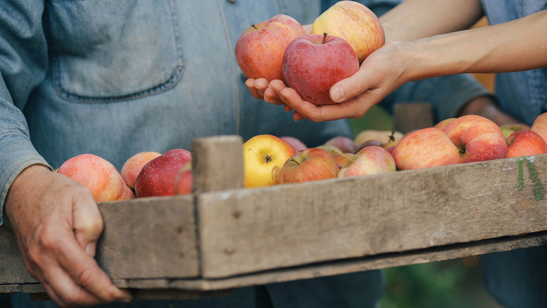 Apples in Val Venosta