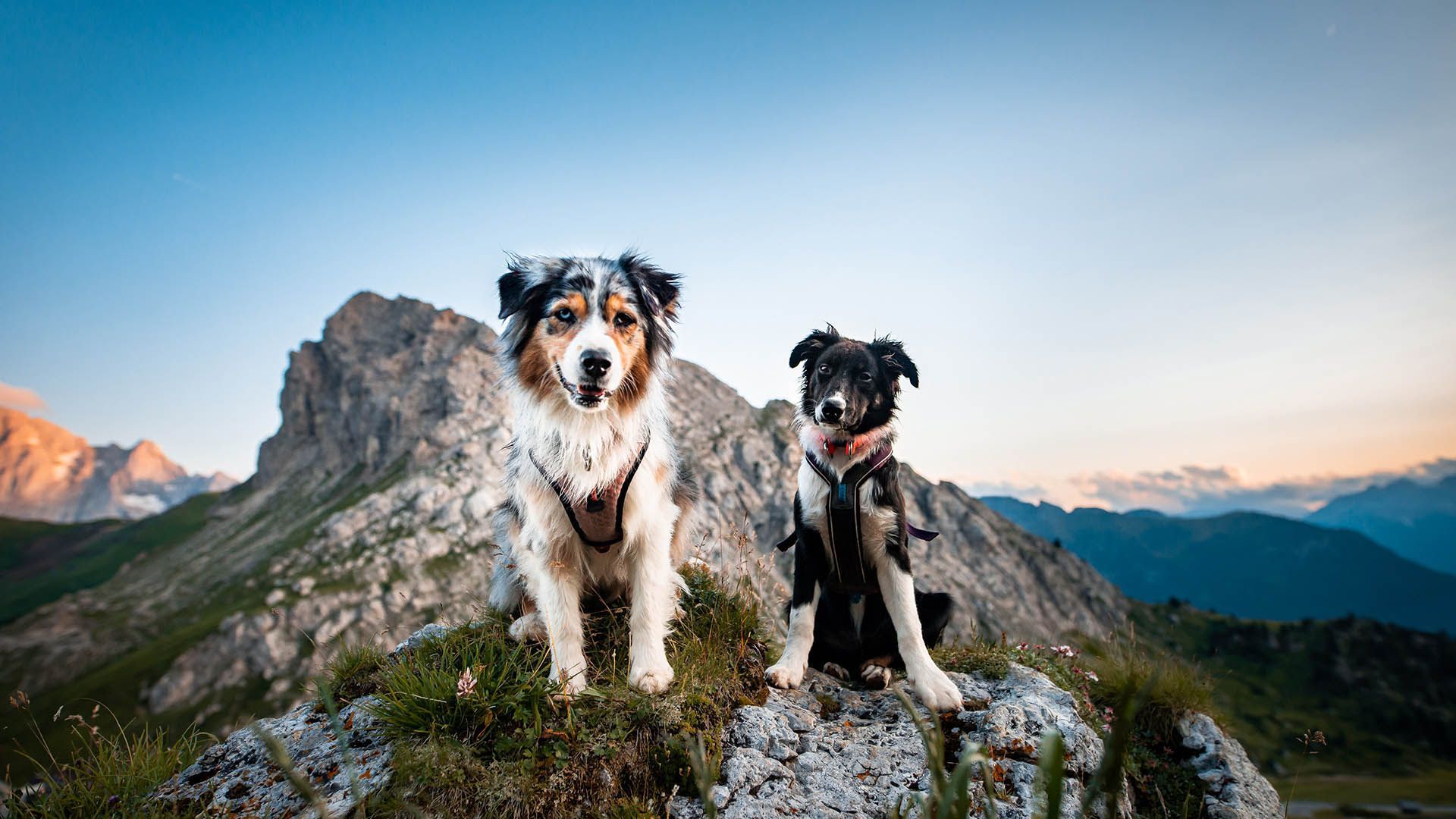 In the mountains with your dog