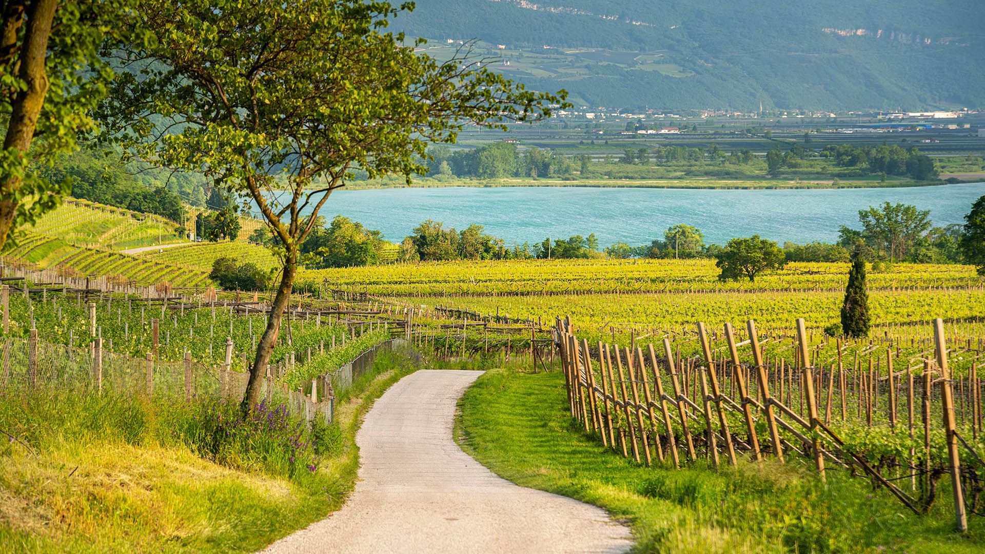 Vista sul lago di Caldaro