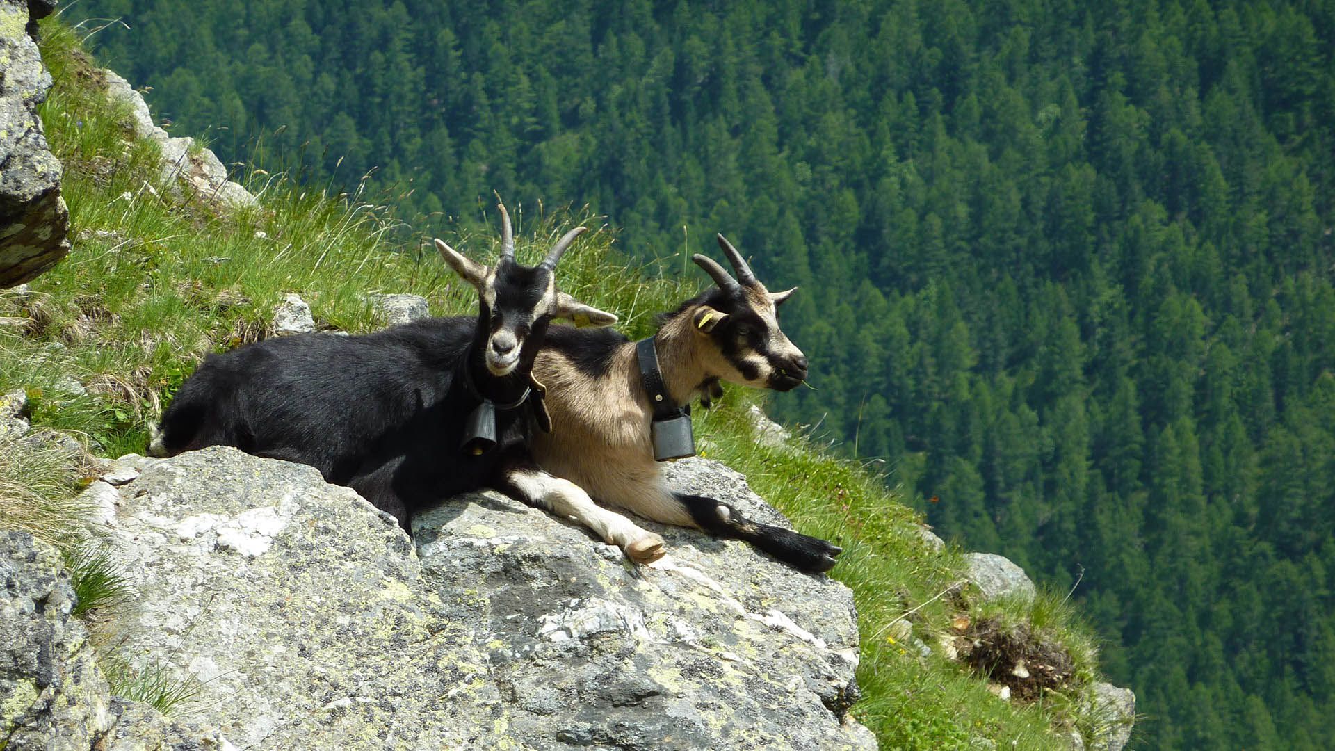 Two goats are resting on a large rock under the sun. 