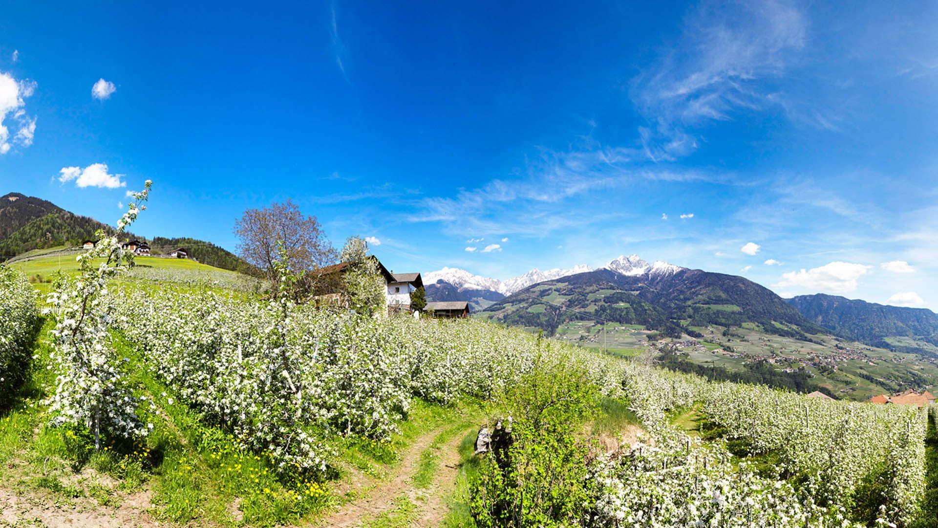 Blossoming apple orchards in Rifiano and Caines with rural houses and snow-capped mountains in the background