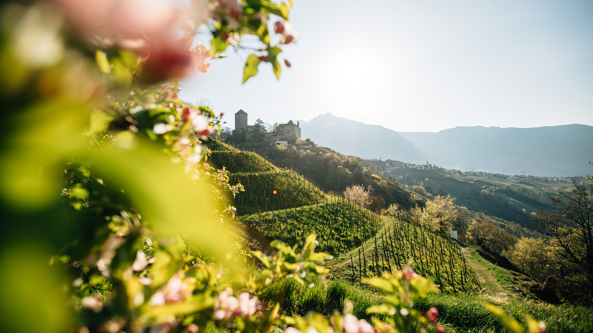 Castel Tirolo with its massive tower above the Adige Valley, surrounded by trees