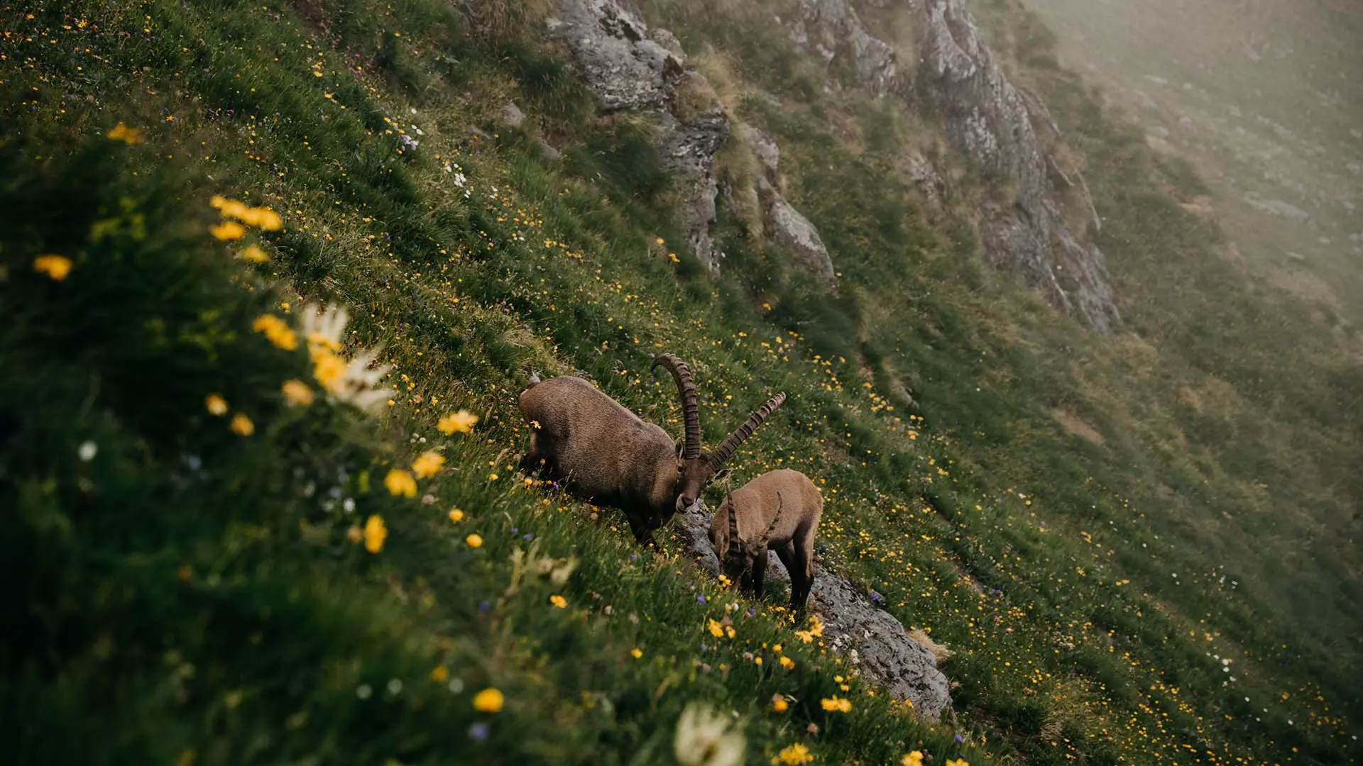 Steinböcke auf einer blühenden Wiese im Naturpark Trentino-Südtirol