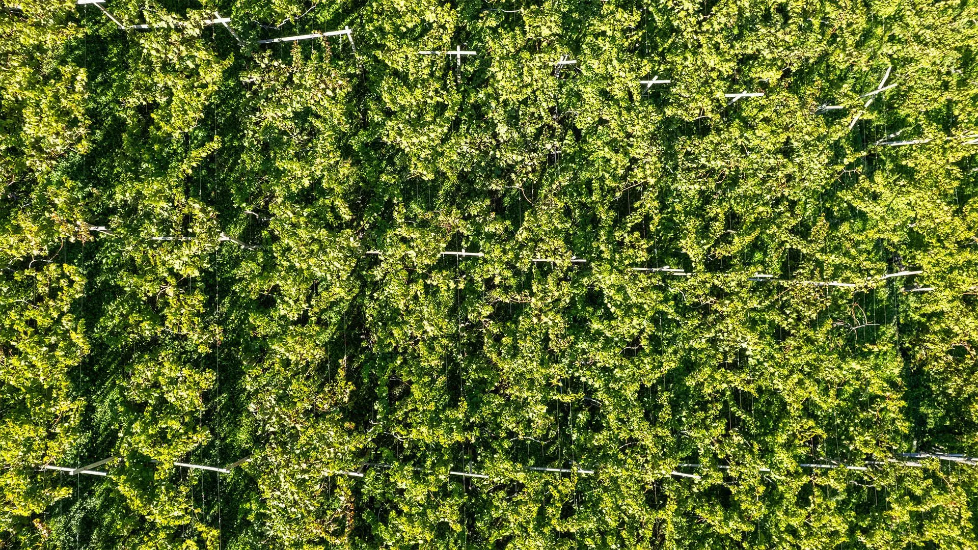 Vigna Santa Maddalena a Bolzano