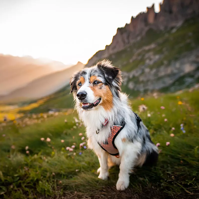 Regeln für Hund und Halter