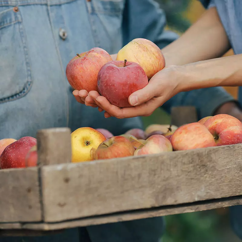 Vinschger Äpfel