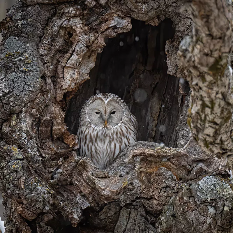 Naturpark Trudner Horn