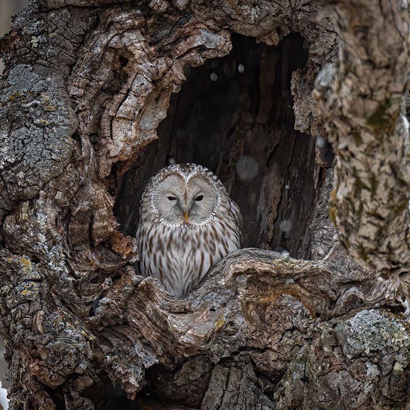 Monte Corno Nature Park